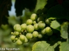 holzmann_075 holzmann_075
