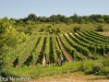holzmann_136 holzmann_136